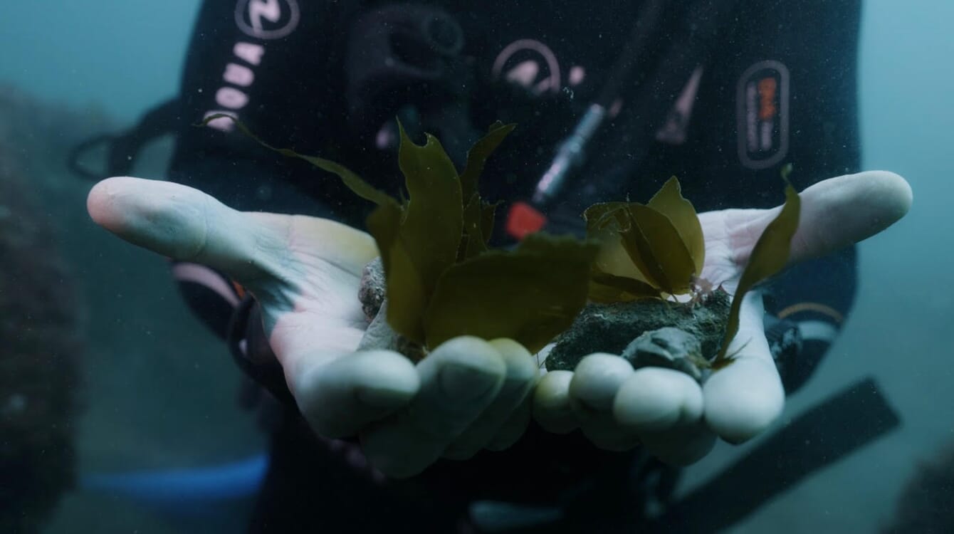 A diver holding juvenile kelp underwater for restoration purposes.