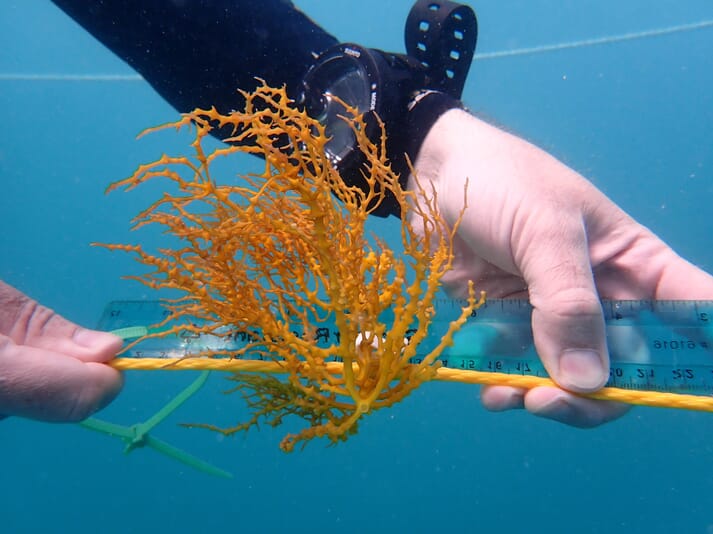 A diver measures planted Eucheuma seaweed at the new farm off Puerto Rico