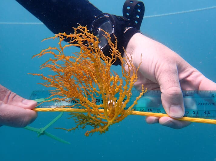 First offshore seaweed farm established in US tropical waters The