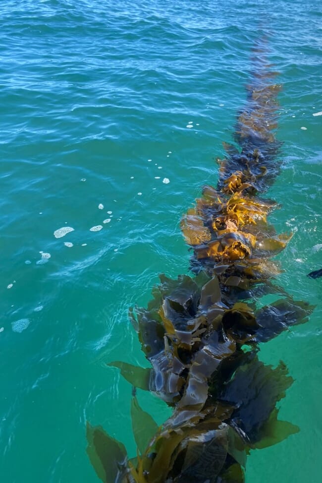 A closeup of New Zealand seaweed growing in a farm underwater.