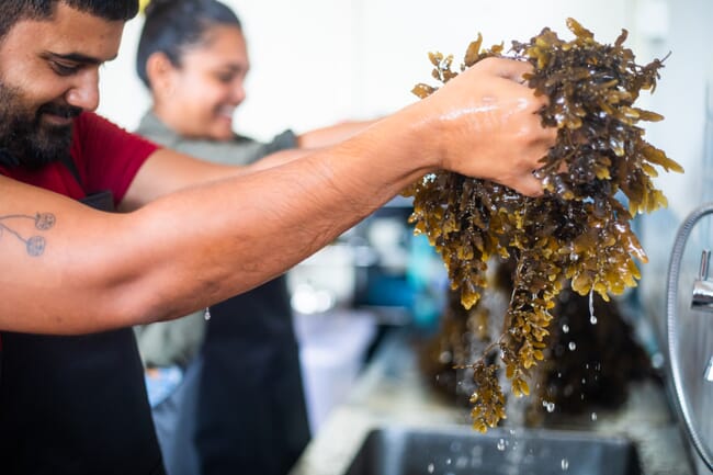 Two people preparing seaweed.