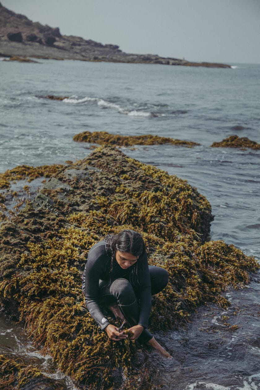 Can India diversify its seaweed sector? | The Fish Site