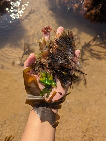 A hand holding out a selection of different seaweeds