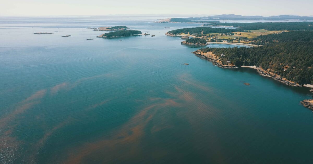 Cómo el descubrimiento basado en datos puede salvar al salmón de la proliferación de algas nocivas