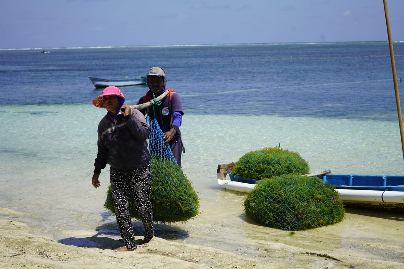 Two people carrying bundles of seaweed onto a beach from a small boat