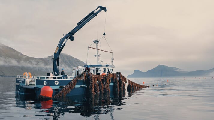 One of Ocean Rainforest's kelp farming sites in the Faroe Islands