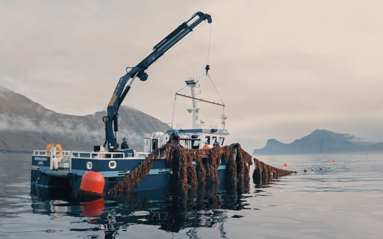Finless foods raises $34 million | The Fish Site