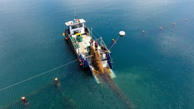 Seaweed harvesting.