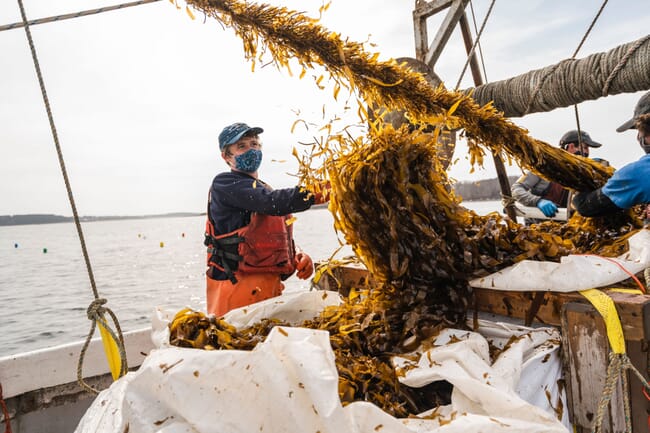 harvesting skinny kelp from the sea