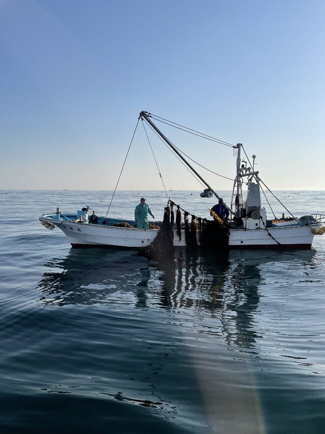 A boat hauling in a kelp line.