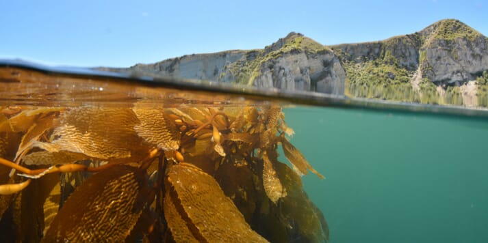 Taking a closer look at kelp aquaculture's carbon storage claims