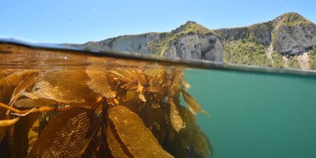 seaweed under water