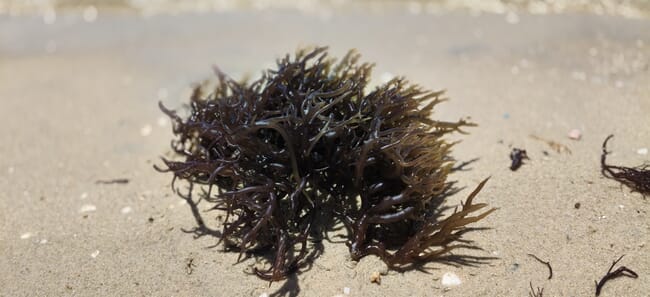 A close up of aquaculture seaweed on a beach.