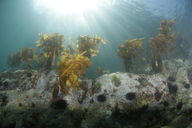 Sea urchins and seaweed on the sea bed.