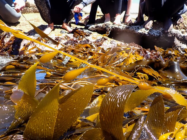 kelp harvest