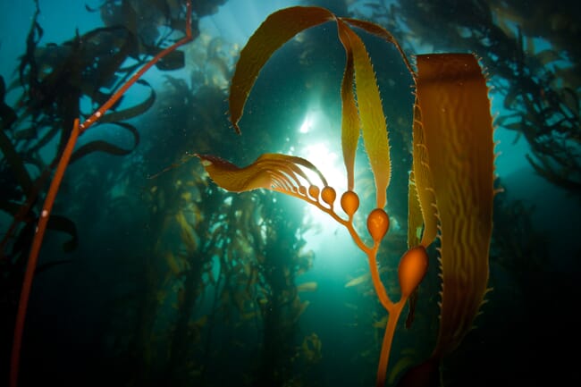 foto submarina de frondas de algas.