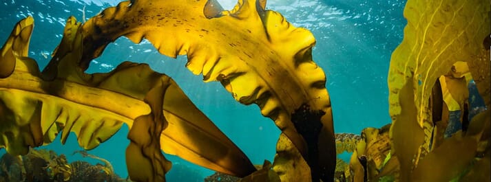 Kelp farms are thought to soak up excess nitrogen from coastal waters