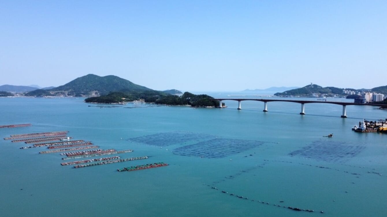 Aerial view of a seaweed farm in South Korea