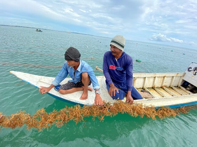 people pulling a line of seaweed out of the water