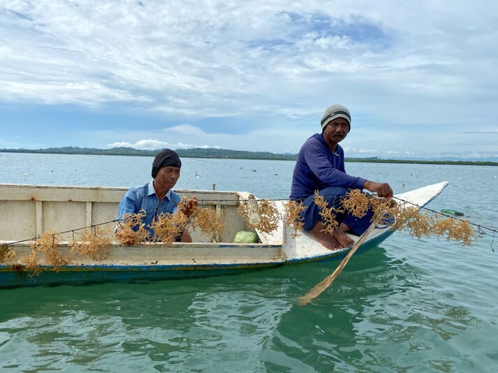 Sea Green works in partnership with MARI Oceans, which has already established a pilot site in Bone, South Sulawesi