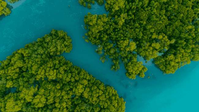Aerial view of mangroves along the banks of an estuary.