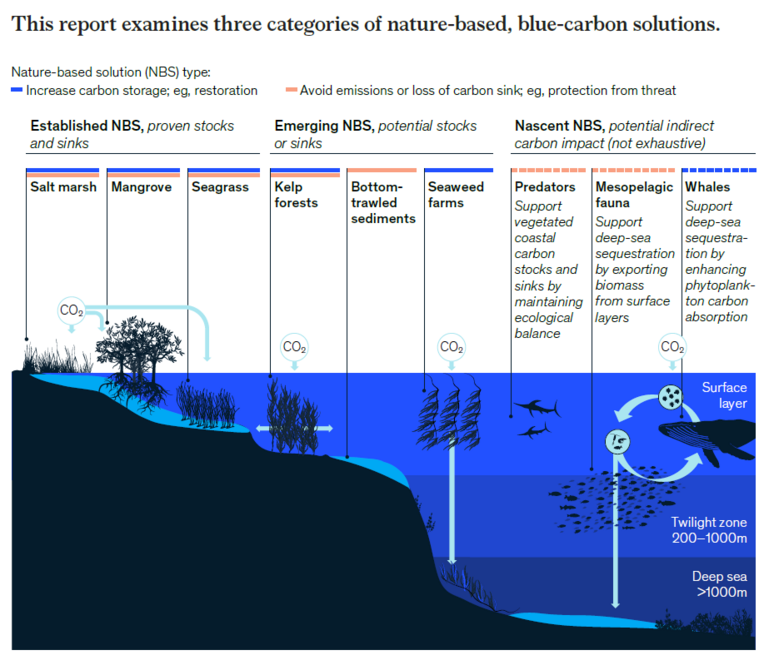 A kelp farmer's guide to blue carbon | The Fish Site