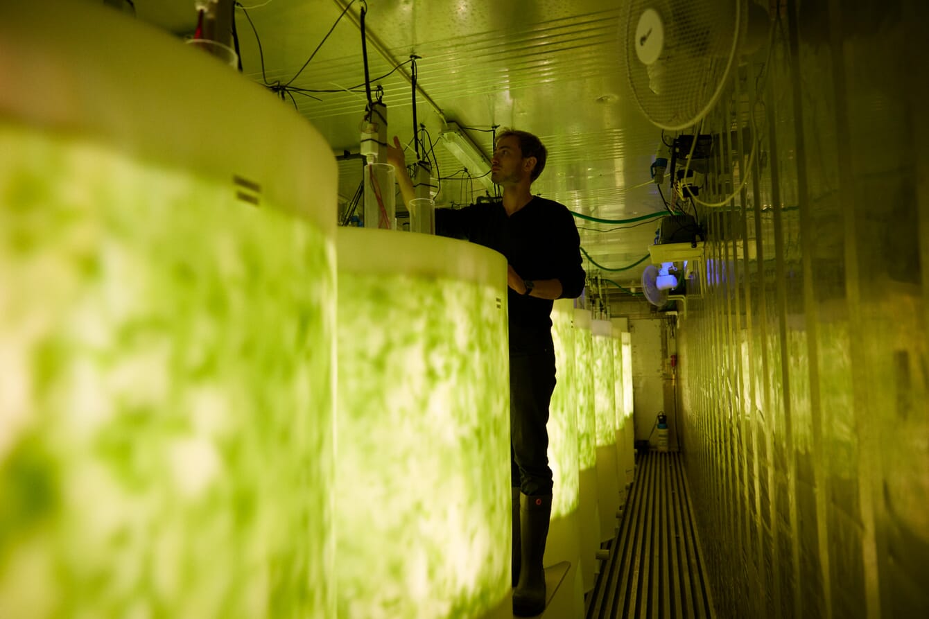 A person beside tanks filled with seaweed