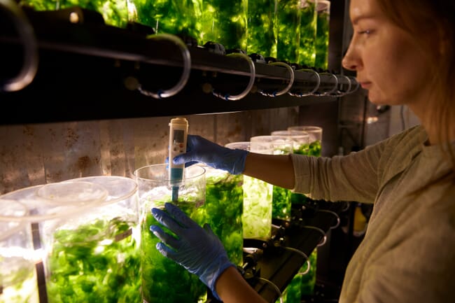 A woman looking at seaweed tanks.