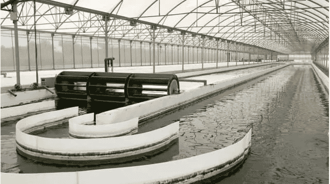 Indoor microalgae cultivation