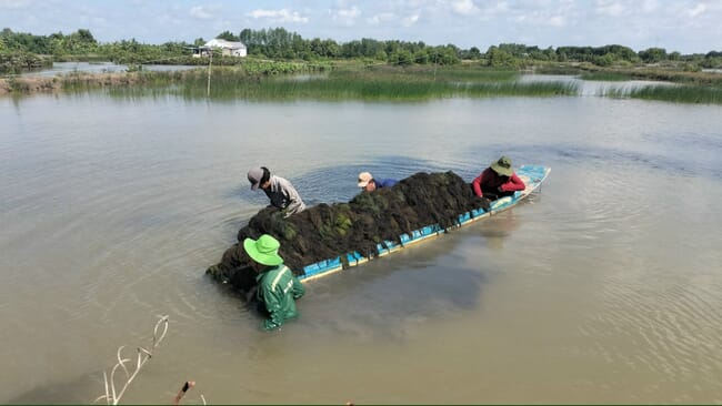 People harvesting seaweed by hand into a boat.