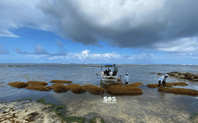 pessoas coletando algas marinhas em um barco