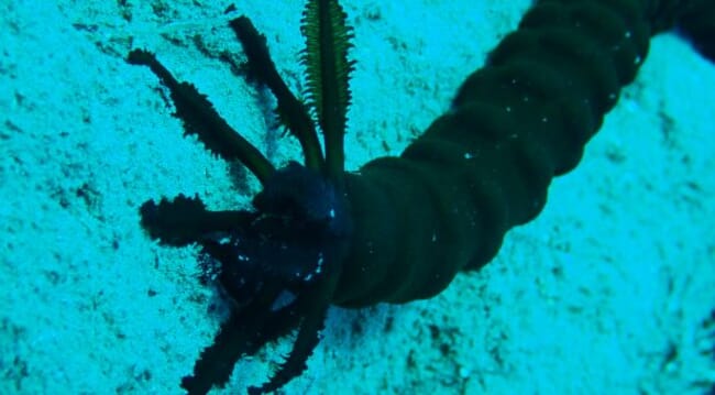 sea cucumber in a tank