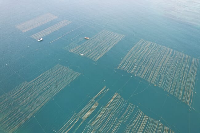 Aerial view of seaweed lines