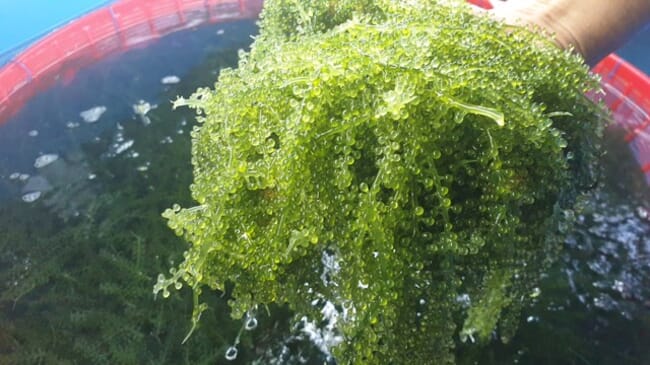 person holding sea grapes or green caviar over a tank