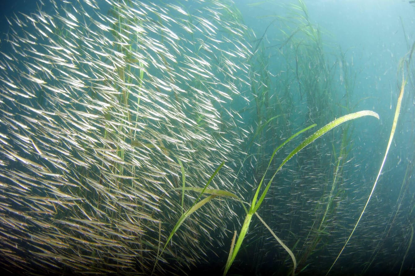 Um cardume de peixes, em ervas marinhas