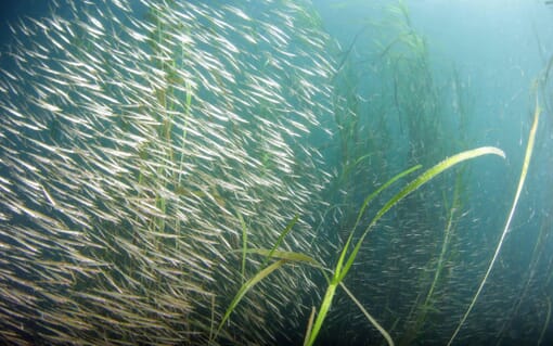 Can land-based RAS overcome its issues? | The Fish Site