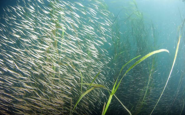 Can land-based RAS overcome its issues? | The Fish Site