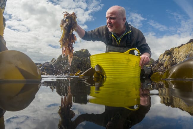 a man gathering seaweed