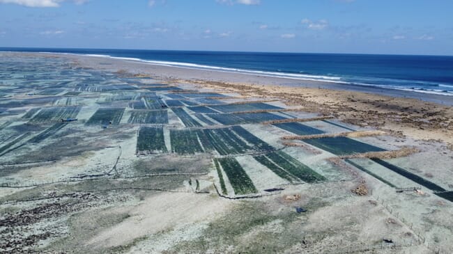 An aerial view of a seaweed farm beside a beach.