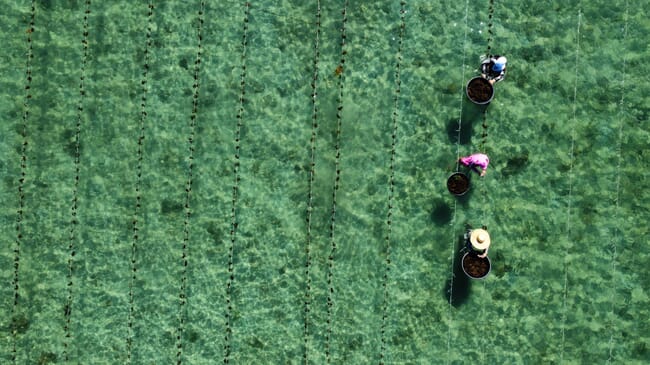 aerial view of seaweed farmers checking their lines