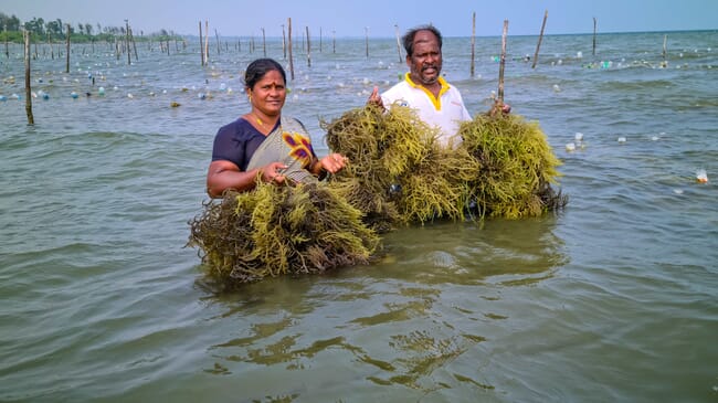 Two seaweed farmers holding up seaweed in the sea.