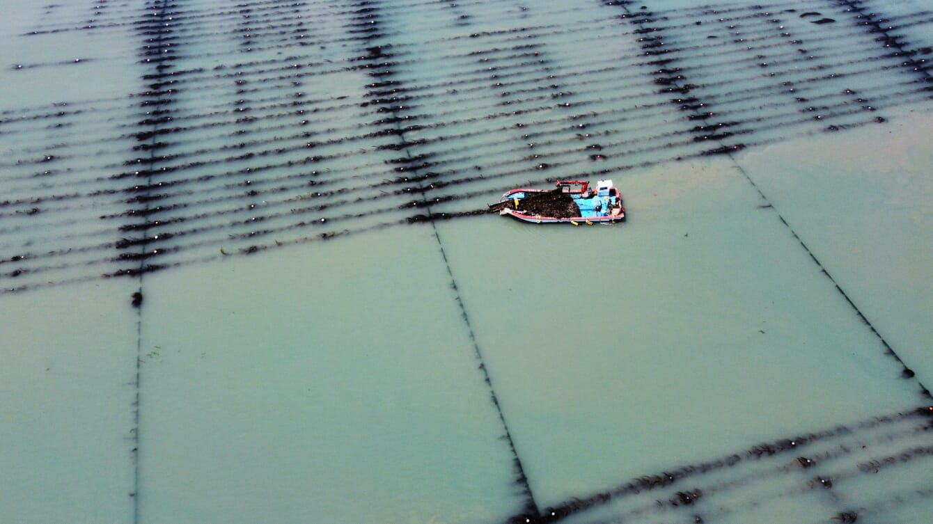 An aerial view of a boat harvesting seaweed from longlines.