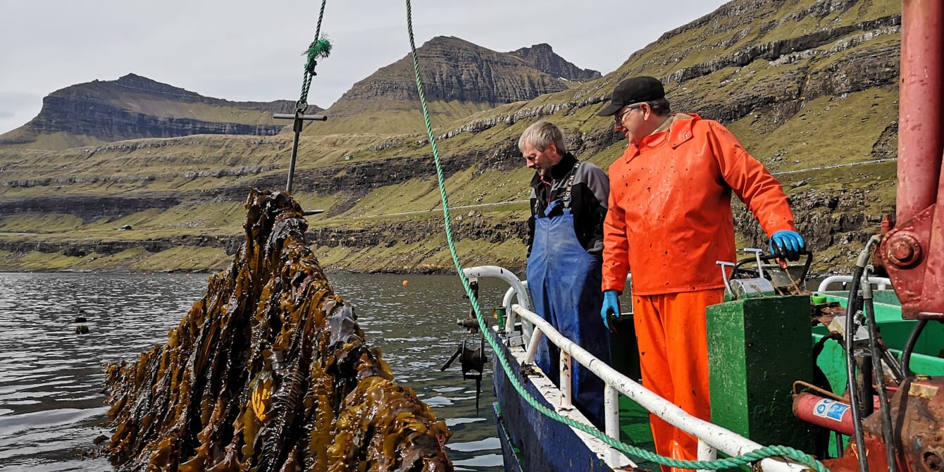 Two men hauling seaweed onto a boat.