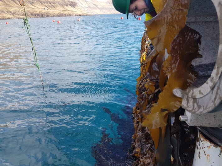 person pulling kelp out of the ocean