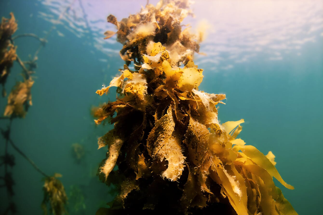 An underwater image of kelp growing lines,.