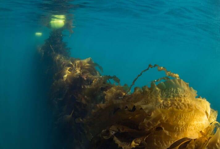 seaweed lines under water