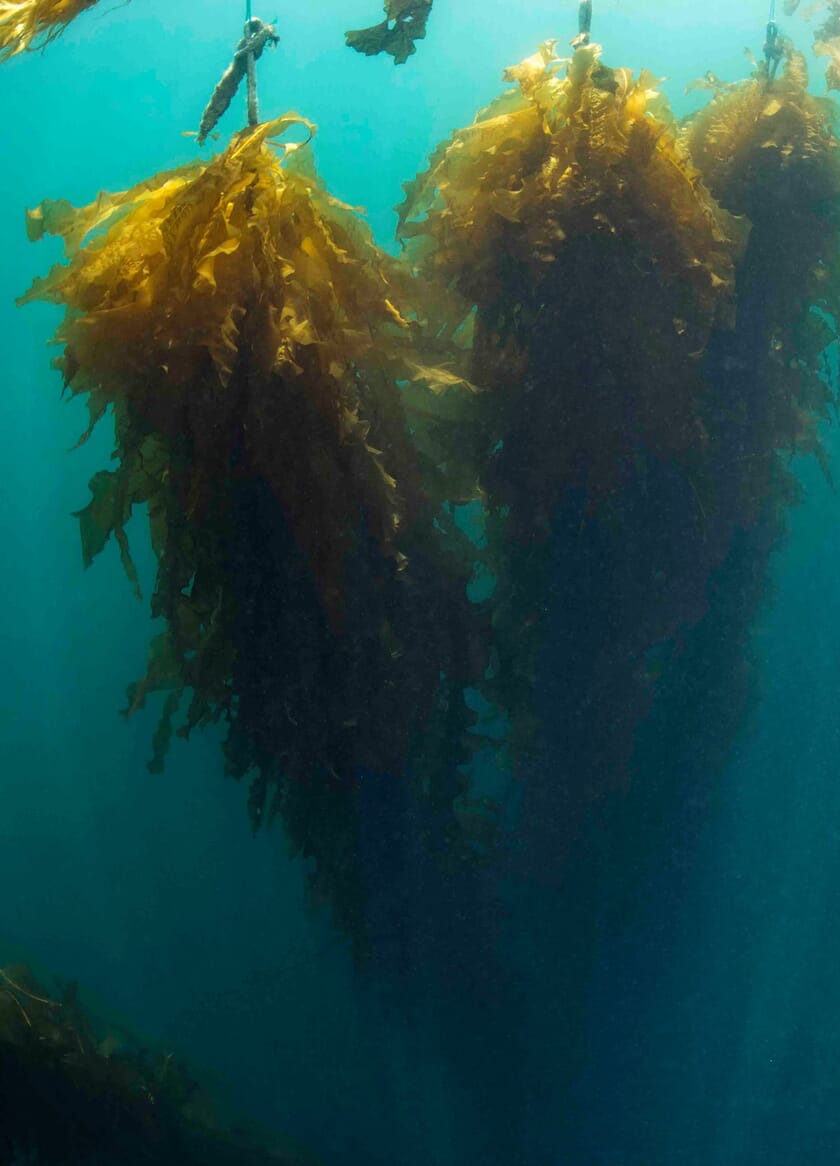 Restorative aquaculture: how WWF is charting a path for global seaweed ...