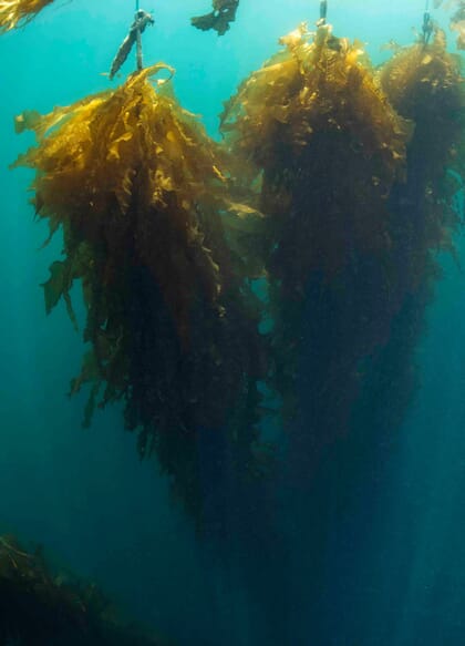 seaweed lines under the water