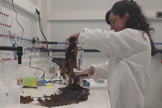 A researcher processing seaweed in a lab.