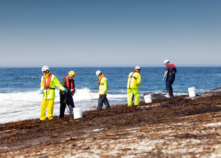 Shore currently harvests 17 species of seaweed from the wild in Caithness